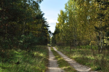 Forest landscape. Straight dirt road through the forest. Trees along the road.