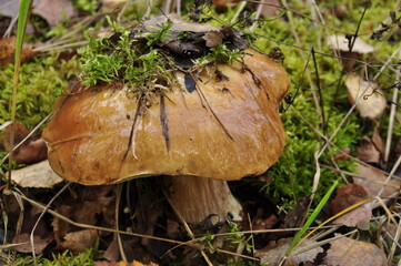 Autumn in the forest. Large boletus mushroom on a background of green moss. Moss and old leaves on a mushroom cap.