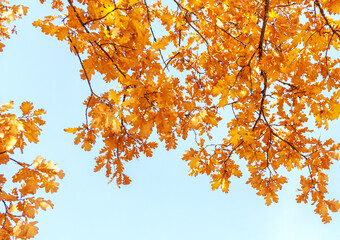 Autumn nature. Yellow autumn oak leaves on a background of blue sky.