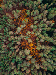 Aerial shot of fall forest. Autumn forest with yellow trees. Colourful autmn forest from above.
