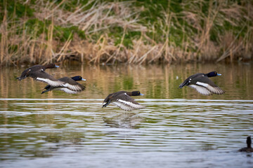 Tufted Ducks in flight above the water ( Aythya fuligula )
