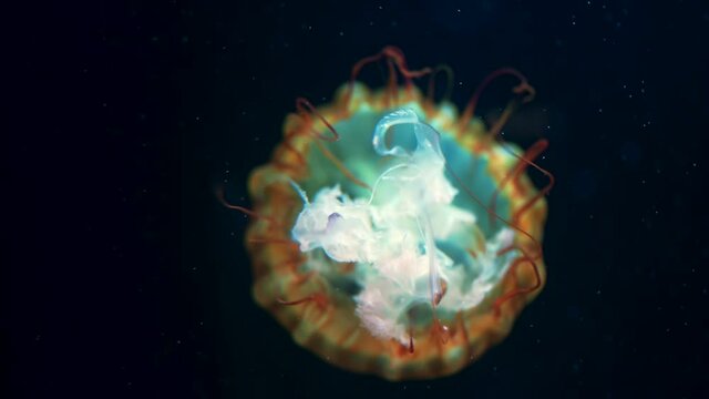 Bottom view of tentacles nettle medusa. Beautiful jellyfish reduction process details, underwater scene with black background. Calming beautiful footage.