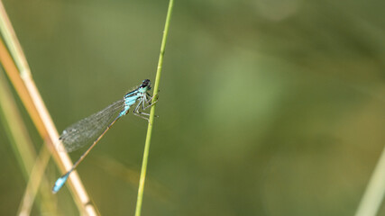 Libellule et Agrion.