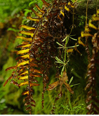 close up of a fern hanging over rock