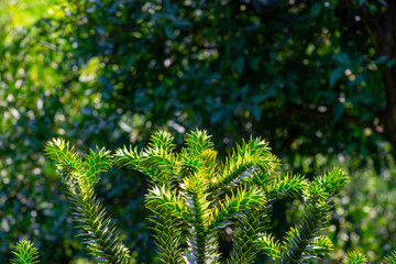 Fototapeta premium coniferous tree in the botanical garden of Batumi