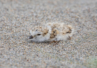 A few days old piping plover chick  © Bailey Parsons
