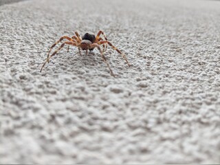 ant on the ground