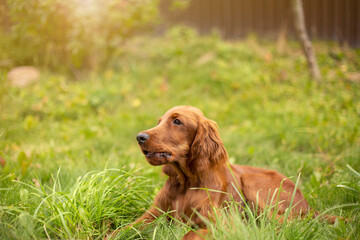 Young three month old Irish Setter puppy close-up in the grass