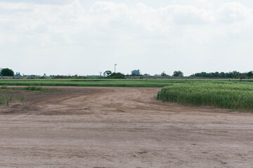 Dirt road of a field. Still green wheat plants by the side of the country road. Rural nature