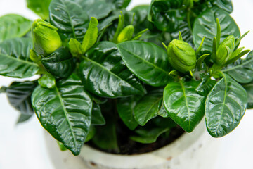 Potted Gardenia flower isolated on white background. The Gardenia Jasminoides. Closeup.