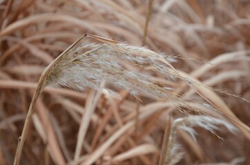 Close up of fluffy wheat stems