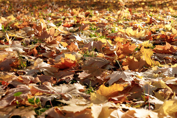 fallen yellow autumn leaves close-up