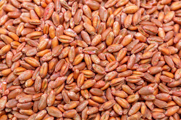 Wheat seeds, cereal seeds with red seed dressing or seed treatment