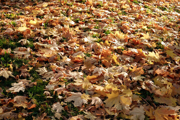 fallen autumn leaves on the ground in the park
