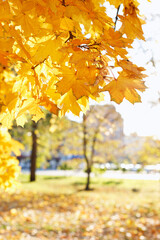 Naklejka na ściany i meble background of autumn yellow leaves in the autumn park