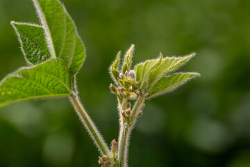 Soy flowers in sunny field. Green growing soybeans