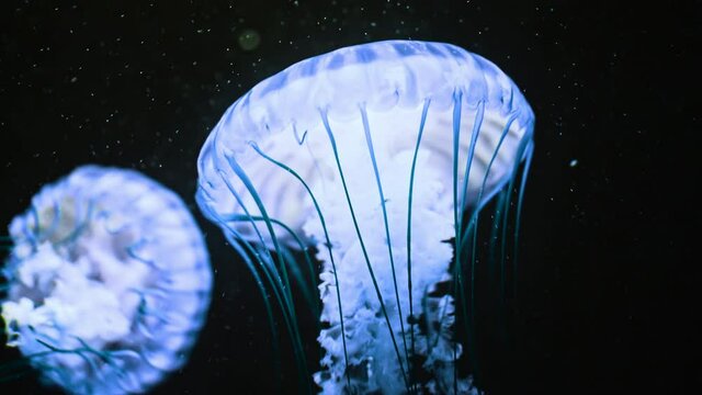 Macro tracking footage of beautiful west coast nettle jellyfishes reduction details, swimming underwater on blue background. Amazing nature, medusa with tentacles.