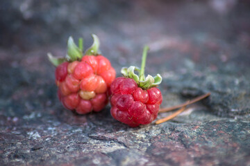 Closeup of fresh raspberries on rock background