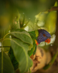 rainbow lorikeet in the jungle