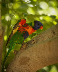 rainbow lorikeet on a branch
