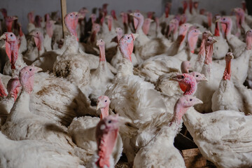 Turkey bird at the poultry farm. White young turkeys
