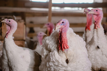 Turkey bird at the poultry farm. White young turkeys