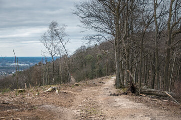 Kahlschlag auf dem Bergkamm am Hermannsweg in Bielefeld