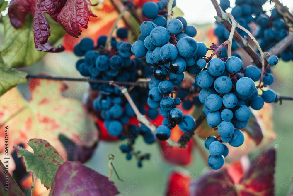 Canvas Prints Scenic view of fresh grapes in a vineyard on a blurred background