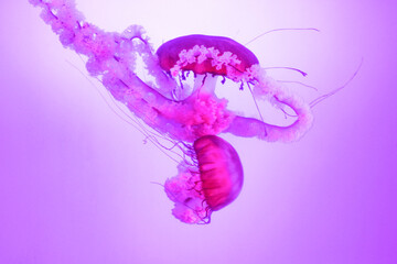 Obraz premium Pink jellyfish swimming underwater