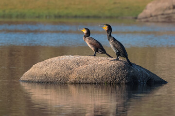 Great cormorant (Phalacrocorax carbo). Pair of birds in a lagoon.