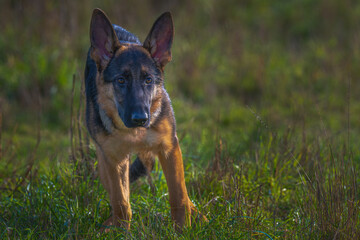 2021-10-19 A GERMAN SHEPARD PUPPY PLAYING AT MARYMOOR PARK IN REDMOND WASHINGTON