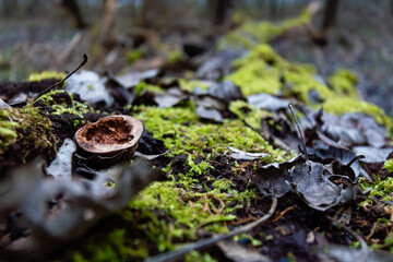 nutshell on the stump
