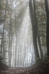 Naklejka premium Herbststimmung