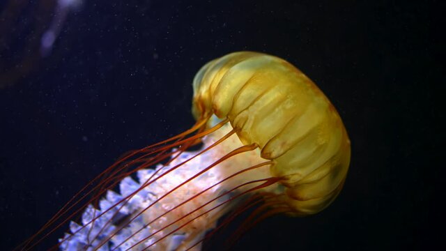 Sea northern nettle jellyfishes swims in West Coast dark ocean water. Amazing nature background of chrysaora melanaster, also known as orange medusa. Calming beautiful underwater footage.