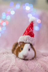 Cute Christmas guinea pig in front of a colored background