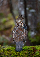 Male ruffed grouse on a log