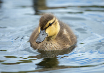 Baby duckling portrait in the pond