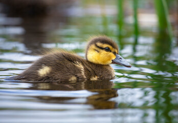 Baby duckling portrait in the pond