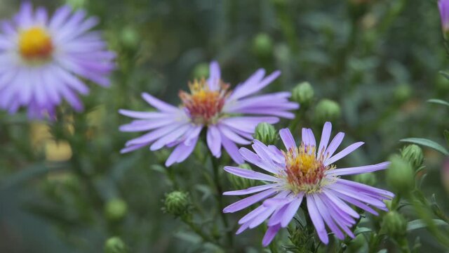 Purple aster, anemone swaying in the wind.