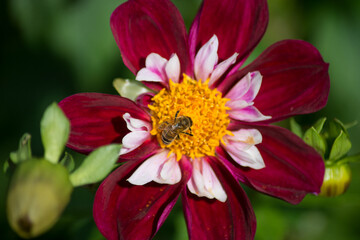 Closeup of bee on colorful dalhia flowers in a public garden
