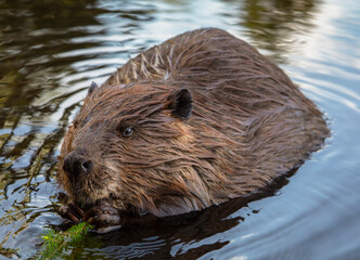 Hungry beaver having lunch