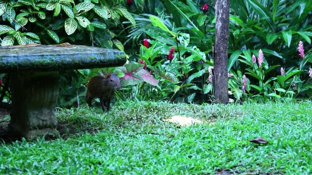 Aguti, tropical guinea pig eating in the jungle of Costa Rica