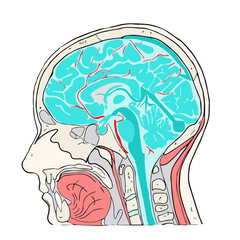 human brain anatomy, mri, ct, human body, human