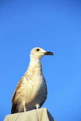 Bottom view of a seagull. Seagull against the sky. Seagull close-up. Cormorant