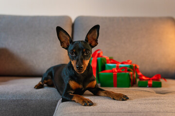 Black and tun miniature pinscher on the sofa, Present and gift box wrapped green paper around pet. Concept of New Year and Christmas holidays