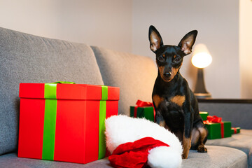 Black and tun miniature pinscher on the sofa, Present and gift box wrapped green paper around pet....