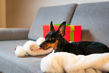 Black and tun miniature pinscher on the sofa, Present and gift box wrapped green paper around pet....