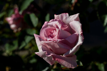 Pink rose on a green background..