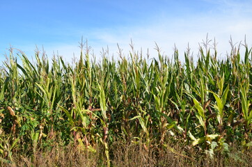 corn field and blue sky