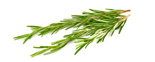 Fresh branch of rosemary herb, isolated on white background.